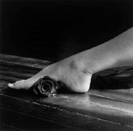 Rose Under Foot 