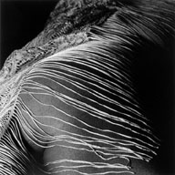 Fringe 