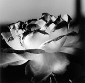 Fading Rose 