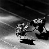 Forgotten Rose 