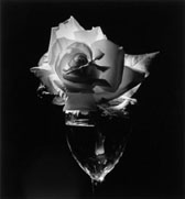 Glass Of Rose 