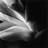 Intimate Rose 