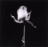 Opening Rose 
