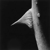 Thorn 