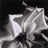 Under Rose I 